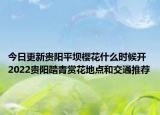 今日更新贵阳平坝樱花什么时候开 2022贵阳踏青赏花地点和交通推荐