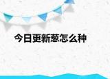今日更新葱怎么种