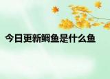 今日更新鲷鱼是什么鱼