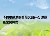 今日更新昂刺鱼学名叫什么 昂刺鱼常见种类