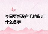 今日更新没有毛的猫叫什么名字