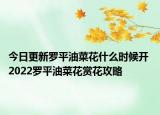 今日更新罗平油菜花什么时候开 2022罗平油菜花赏花攻略