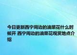 今日更新西宁周边的油菜花什么时候开 西宁周边的油菜花观赏地点介绍