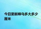 今日更新蜂鸟多大多少厘米
