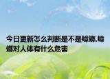 今日更新怎么判断是不是蟑螂,蟑螂对人体有什么危害