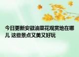 今日更新安徽油菜花观赏地在哪儿 这些景点又美又好玩