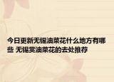 今日更新无锡油菜花什么地方有哪些 无锡赏油菜花的去处推荐
