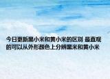 今日更新黑小米和黄小米的区别 最直观的可以从外形颜色上分辨黑米和黄小米