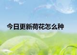 今日更新荷花怎么种