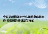 今日更新榴莲为什么闻着臭吃起来香 榴莲树的特征是怎样的