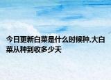今日更新白菜是什么时候种,大白菜从种到收多少天