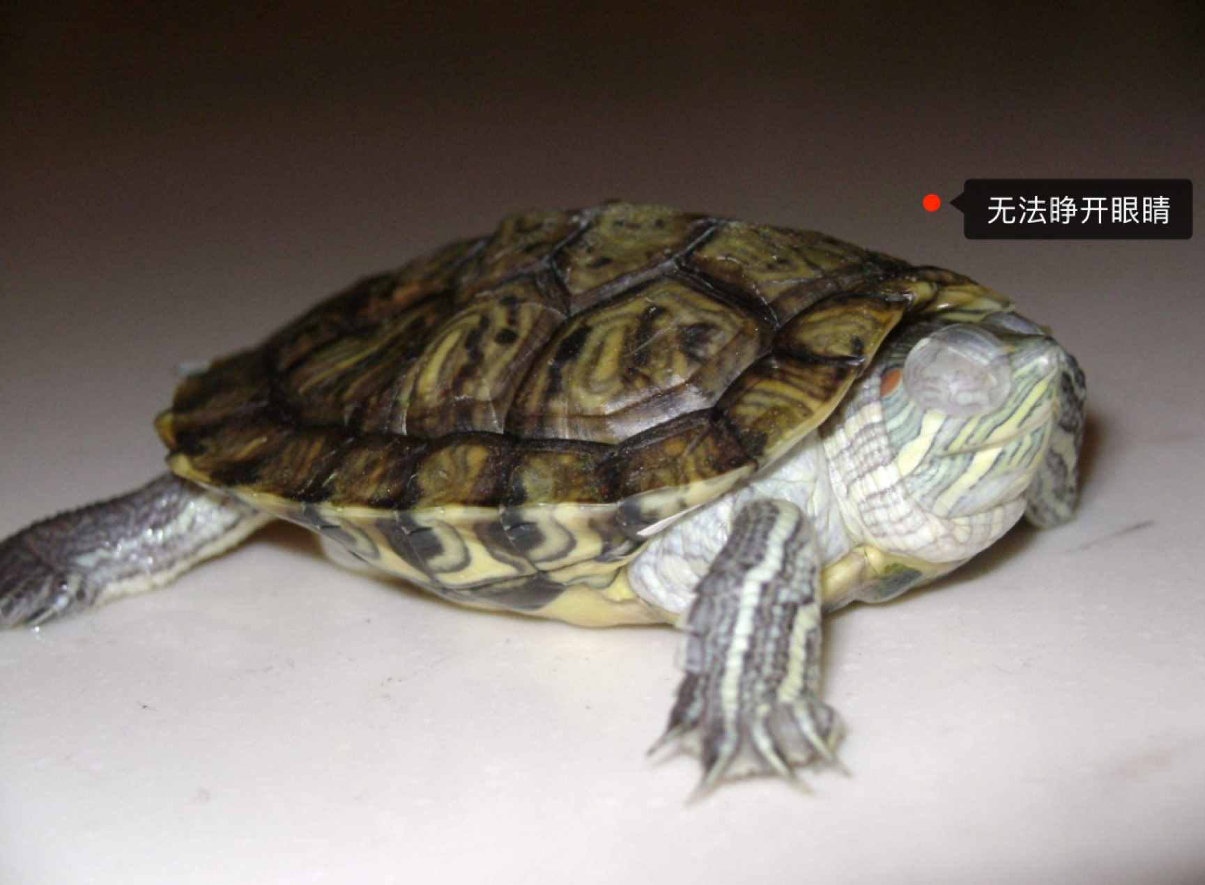 乌龟白眼病防治，史上最全经验总结！值得收藏