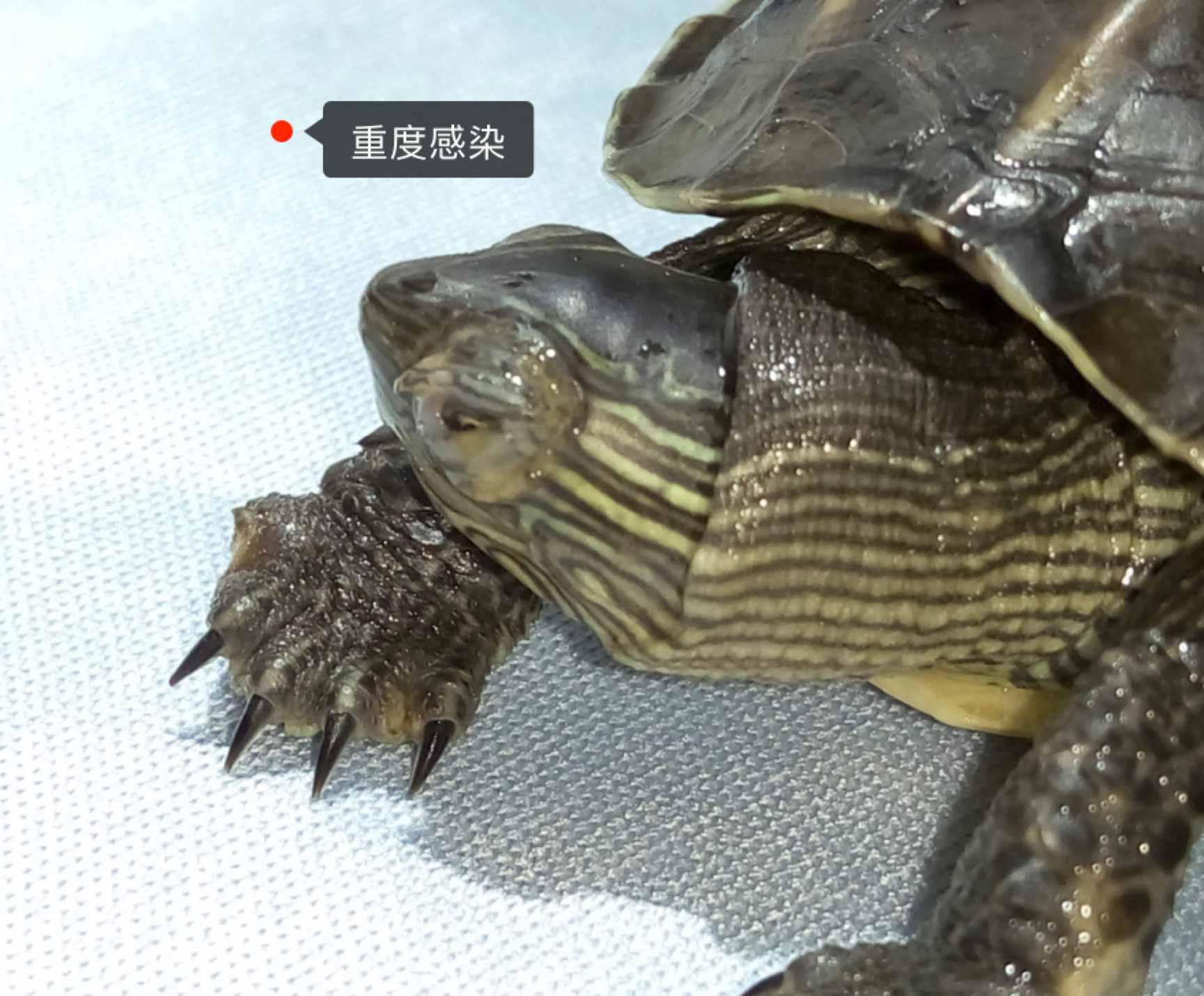 乌龟白眼病防治，史上最全经验总结！值得收藏