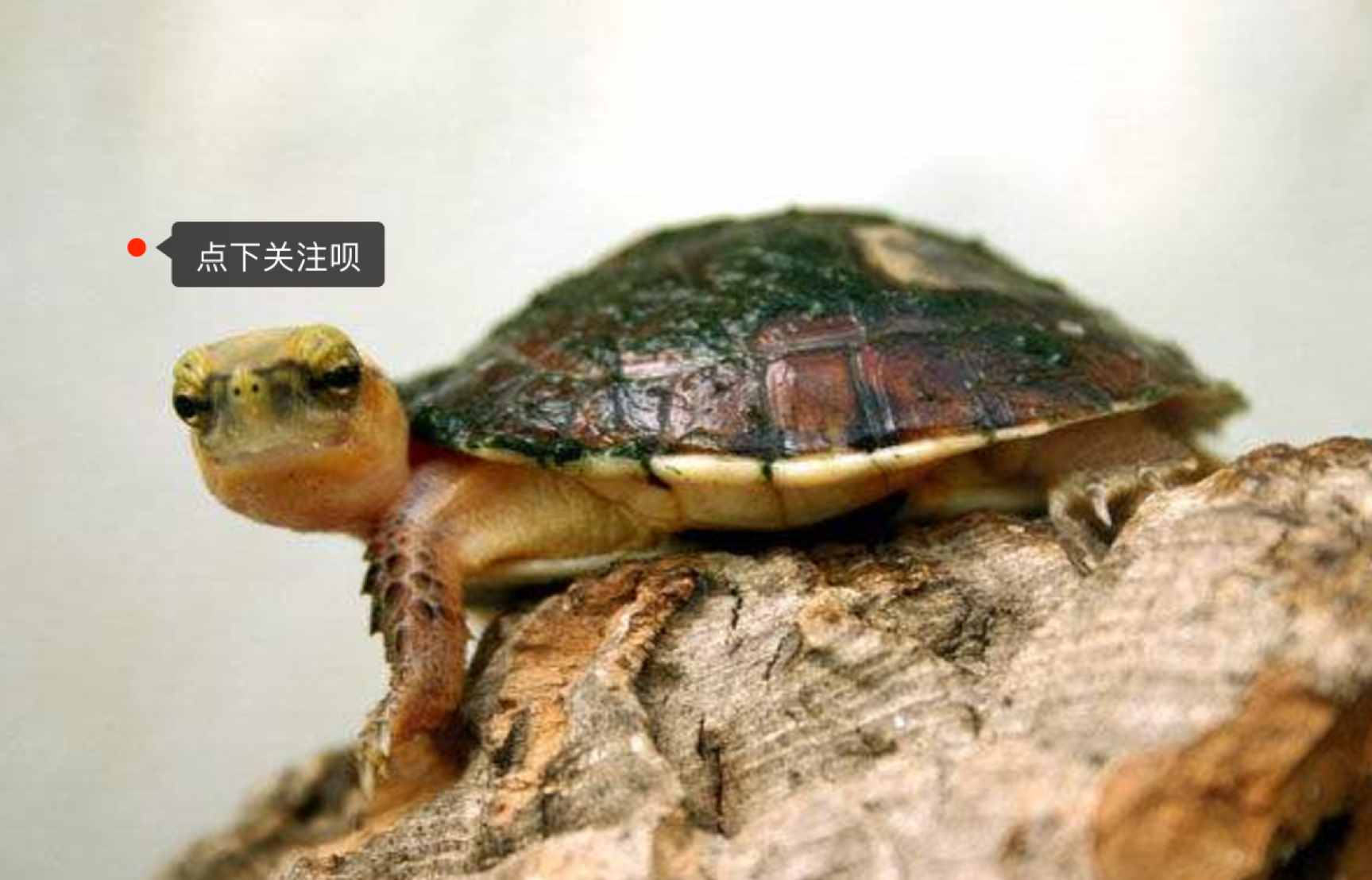 乌龟白眼病防治，史上最全经验总结！值得收藏