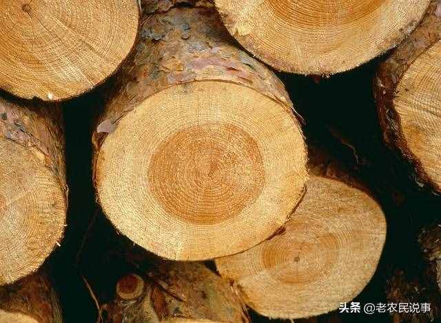 曾是皇家专用木头，高价难买，树苗不到15元，为啥没人种黄花梨？