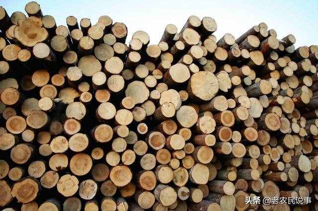 曾是皇家专用木头，高价难买，树苗不到15元，为啥没人种黄花梨？
