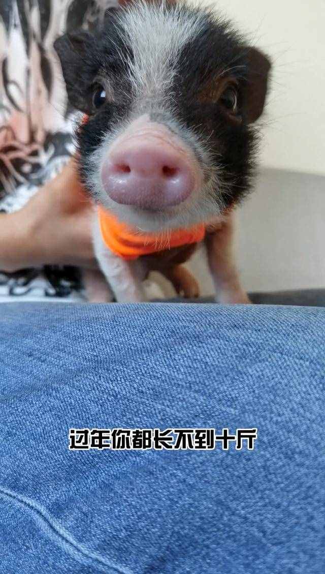 唐突什么意思(太唐突了吧是什么意思)