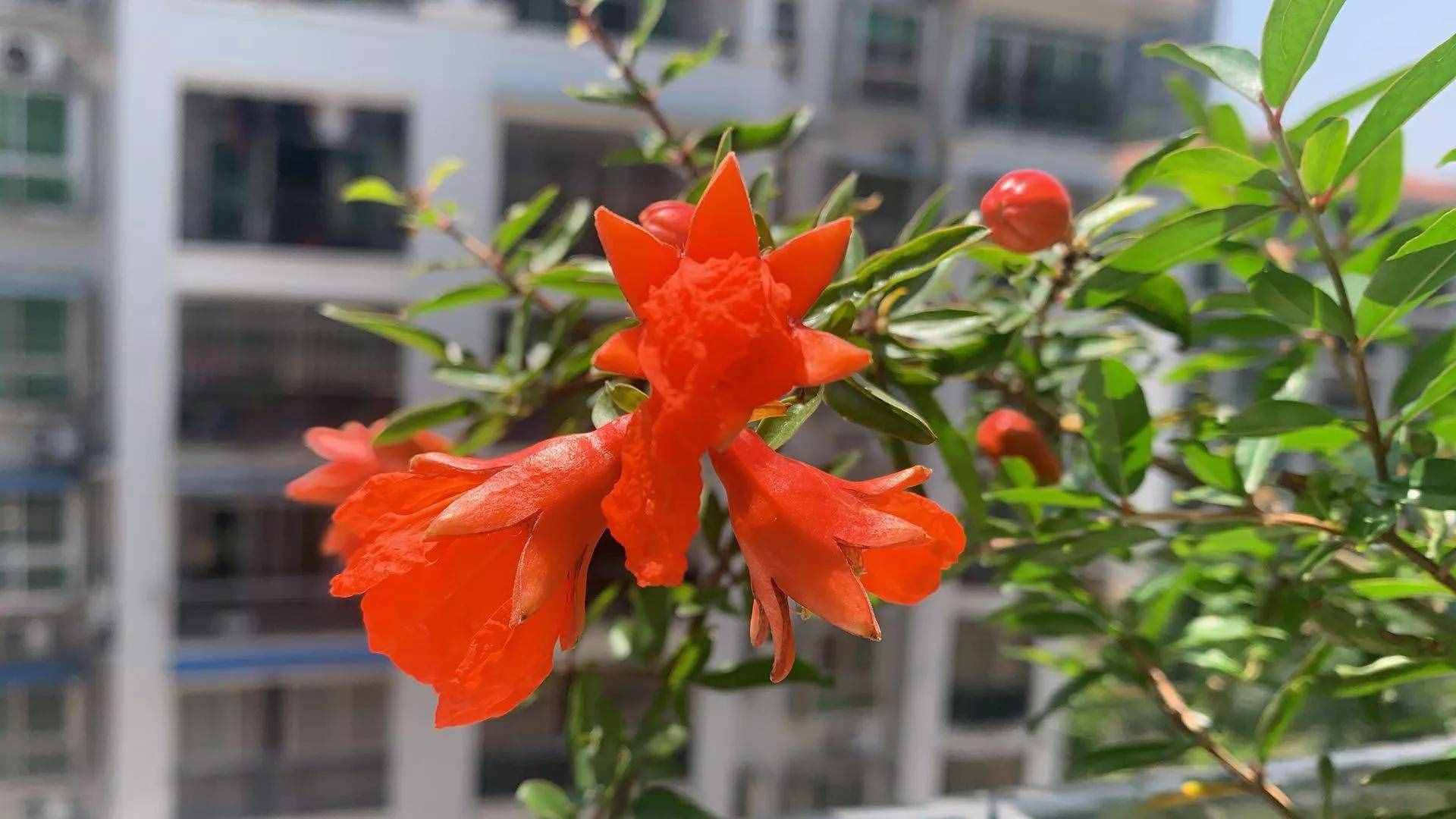 五月石榴红似火