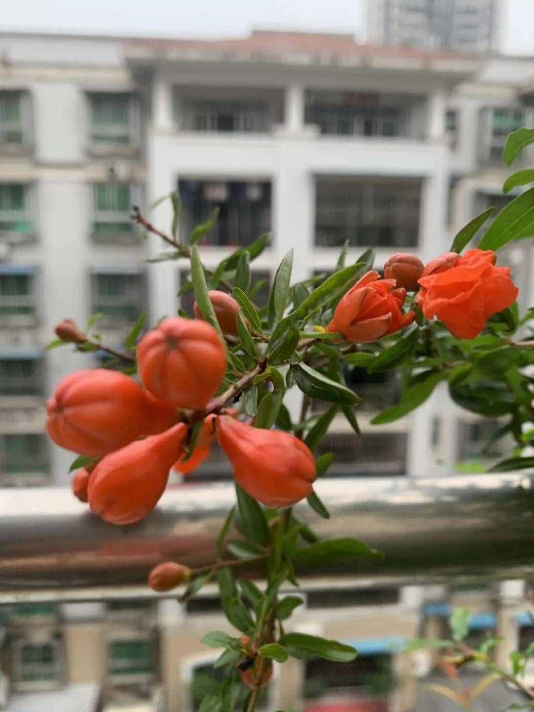 五月石榴红似火