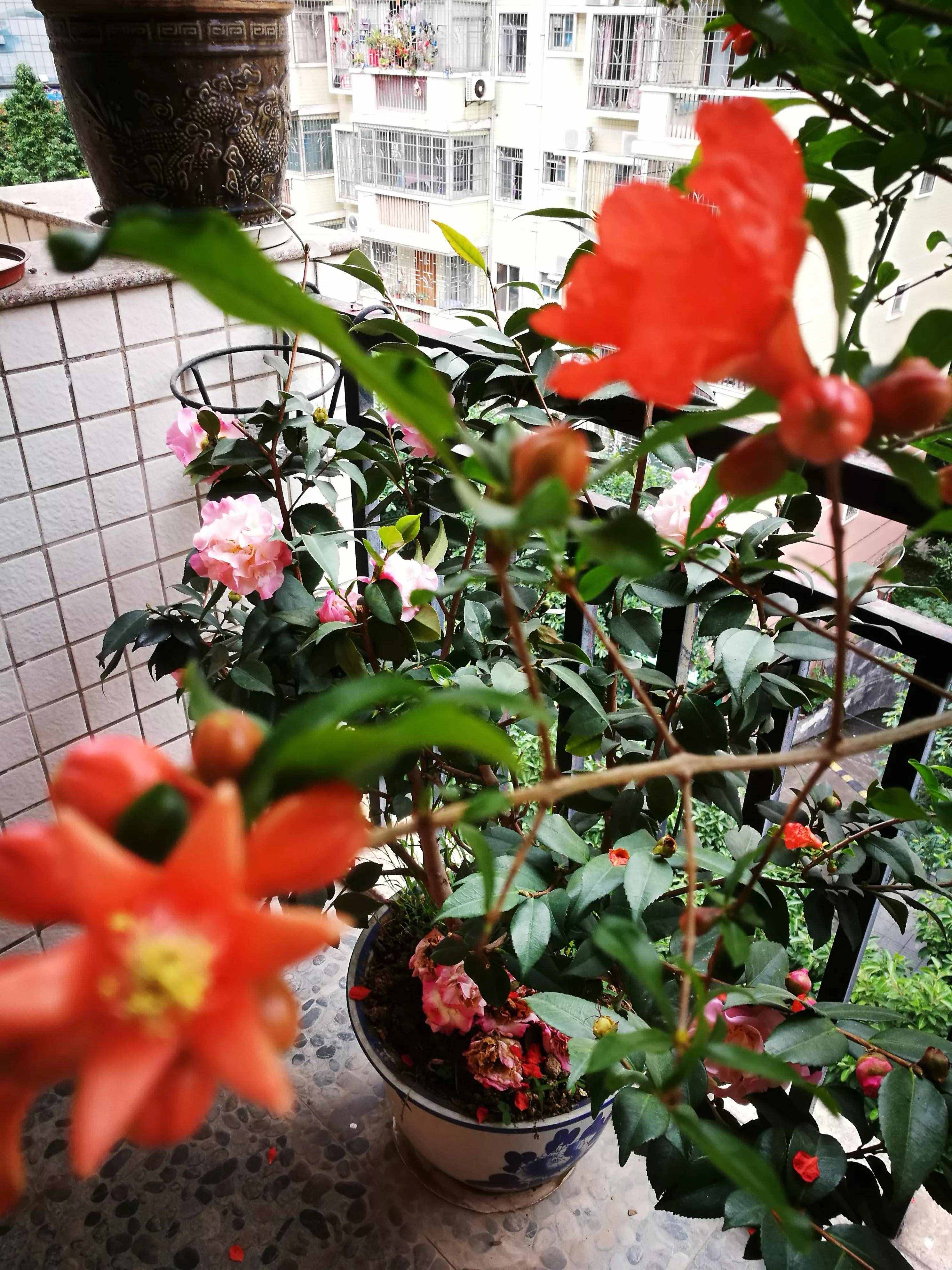 五月石榴红似火