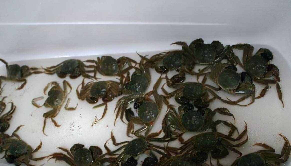 大闸蟹吃不完怎么保存?田老头大闸蟹
