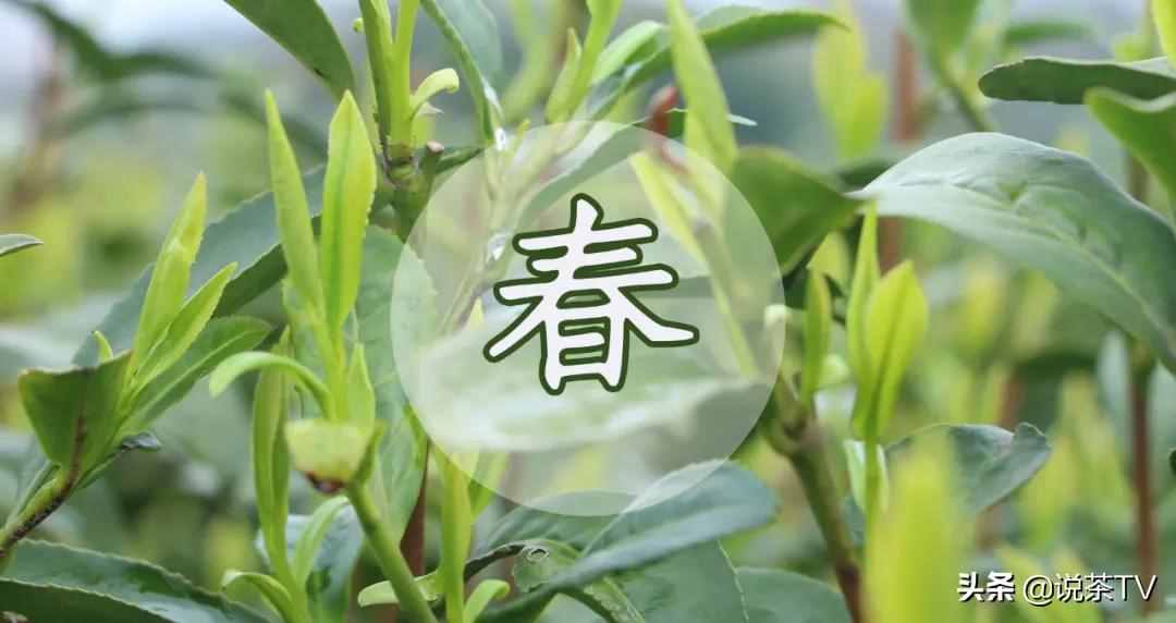 春茶季，大品牌茶企都怎么做推广