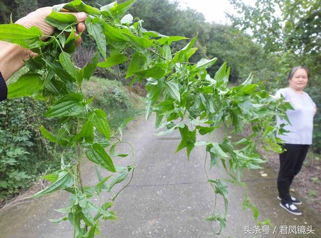 绿色中草药百部，你认识吗？是治疗百日咳、肺痨哮喘、杀虫的良药