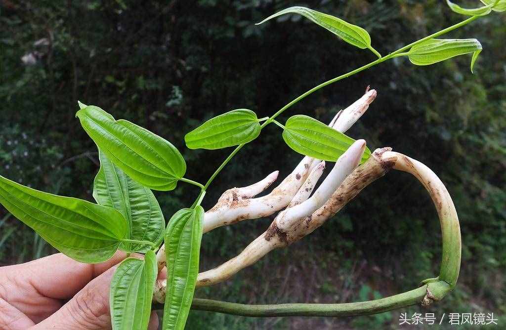 绿色中草药百部，你认识吗？是治疗百日咳、肺痨哮喘、杀虫的良药