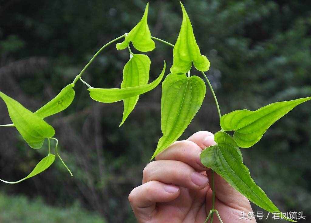 绿色中草药百部，你认识吗？是治疗百日咳、肺痨哮喘、杀虫的良药