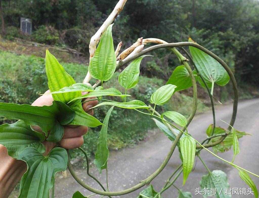 绿色中草药百部，你认识吗？是治疗百日咳、肺痨哮喘、杀虫的良药