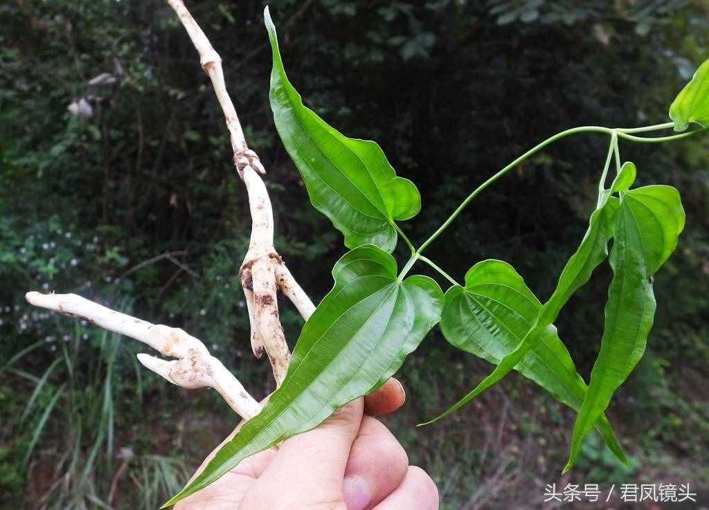 绿色中草药百部，你认识吗？是治疗百日咳、肺痨哮喘、杀虫的良药