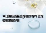今日更新西昌蓝花楹好看吗 蓝花楹哪里最好看
