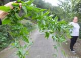 今日更新百部草（绿色中草药百部）