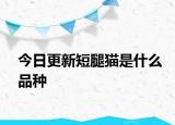 今日更新短腿猫是什么品种