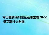 今日更新深圳樱花在哪里看2022 盛花期什么时候
