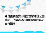 今日更新西安大明宫国家遗址公园樱花开了吗2022 最佳观赏时间及出行指南