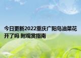 今日更新2022重庆广阳岛油菜花开了吗 附观赏指南