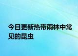 今日更新热带雨林中常见的昆虫