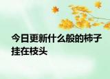 今日更新什么般的柿子挂在枝头