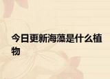 今日更新海藻是什么植物