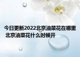 今日更新2022北京油菜花在哪里 北京油菜花什么时候开