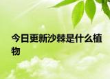 今日更新沙棘是什么植物