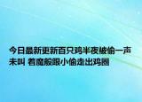 今日最新更新百只鸡半夜被偷一声未叫 着魔般跟小偷走出鸡圈