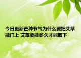 今日更新芒种节气为什么要把艾草挂门上 艾草要挂多久才能取下
