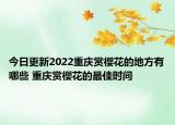 今日更新2022重庆赏樱花的地方有哪些 重庆赏樱花的最佳时间