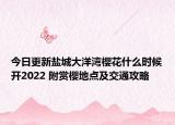今日更新盐城大洋湾樱花什么时候开2022 附赏樱地点及交通攻略