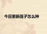 今日更新莲子怎么种