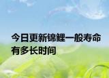 今日更新锦鲤一般寿命有多长时间