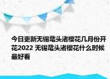 今日更新无锡鼋头渚樱花几月份开花2022 无锡鼋头渚樱花什么时候最好看