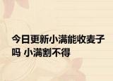 今日更新小满能收麦子吗 小满割不得